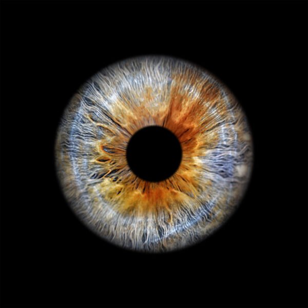 Iris Single Photo